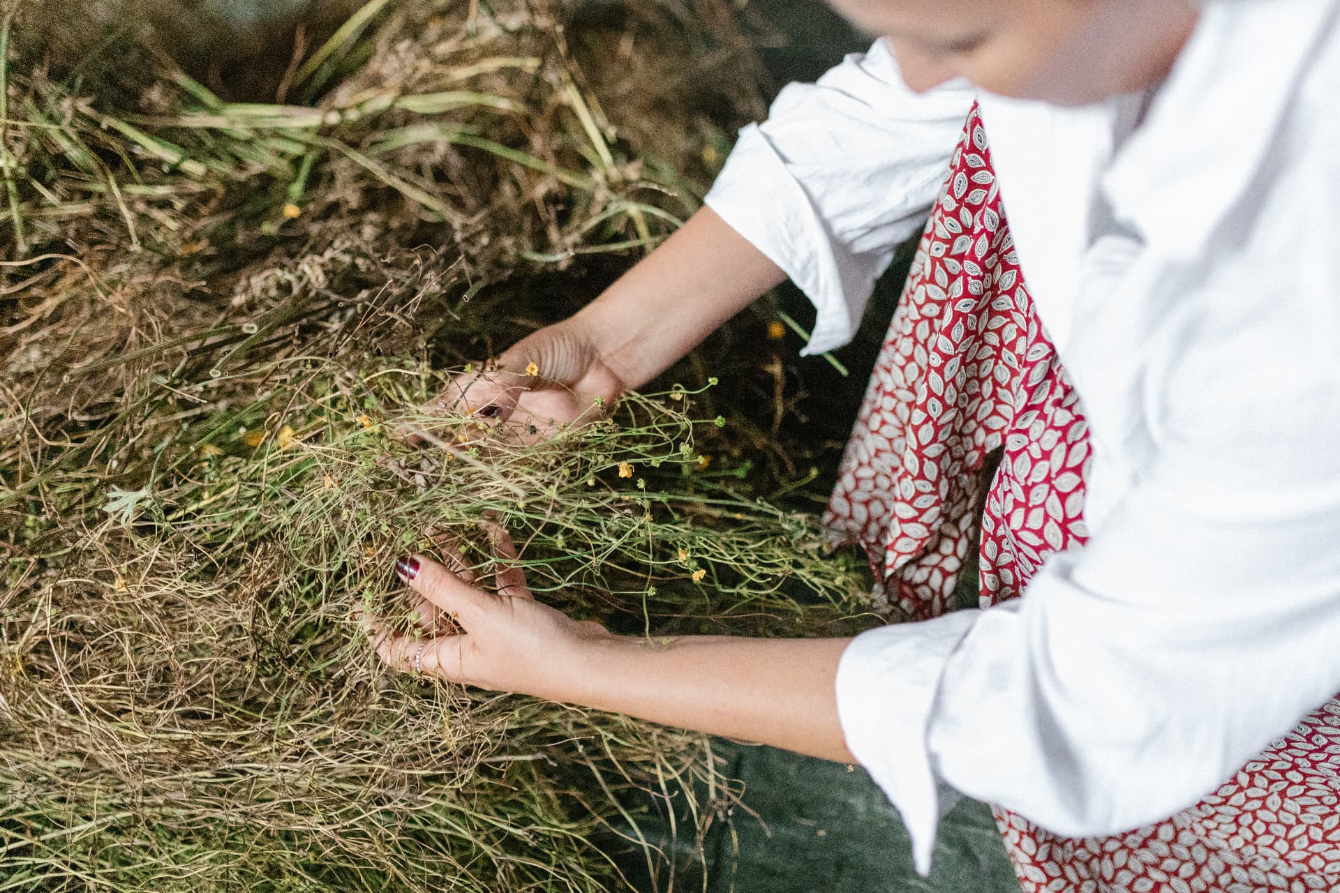 Hand-sorting meadow seed plants during collection