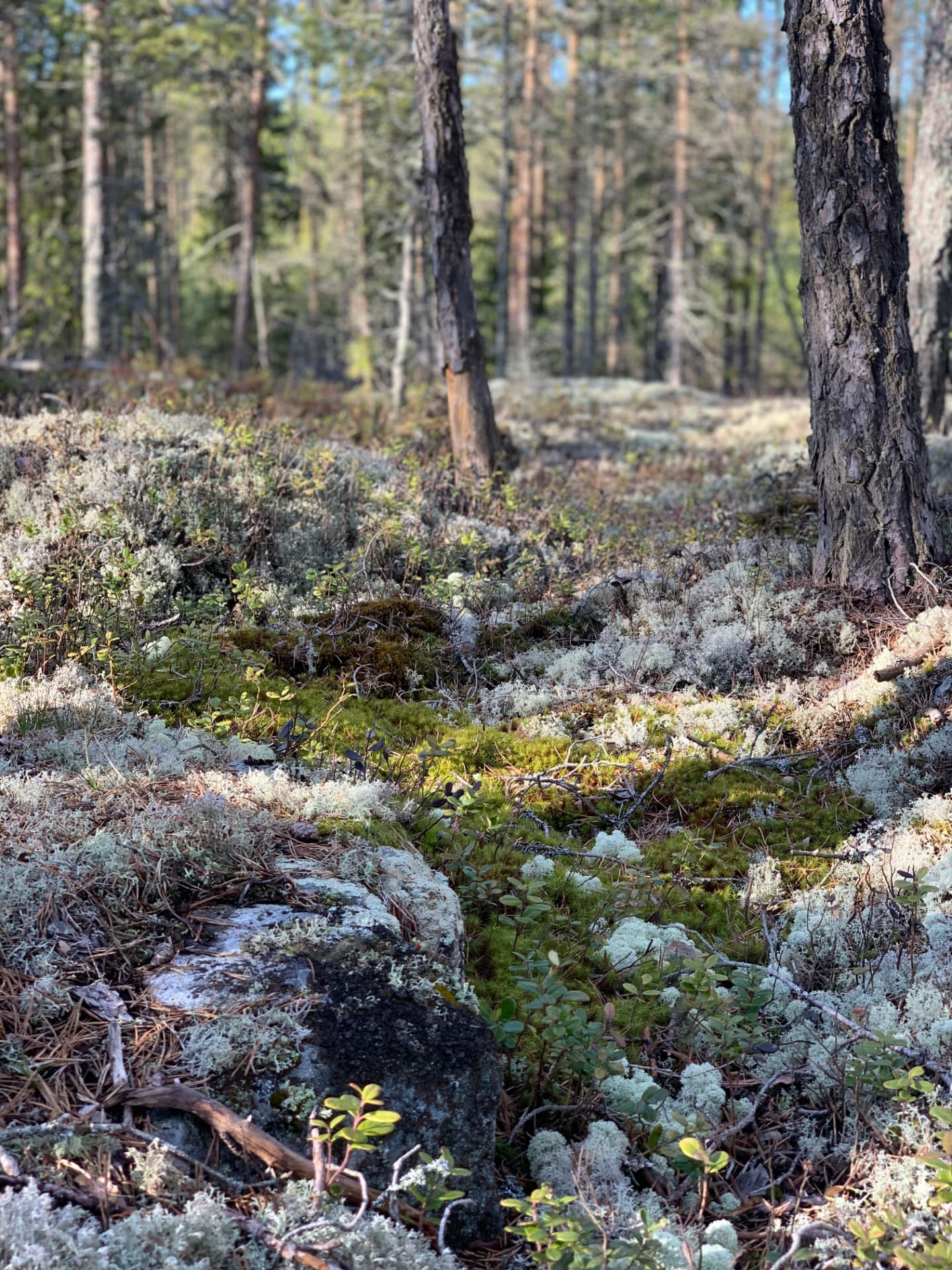 Moss, lichen and rocks beneath pine trees