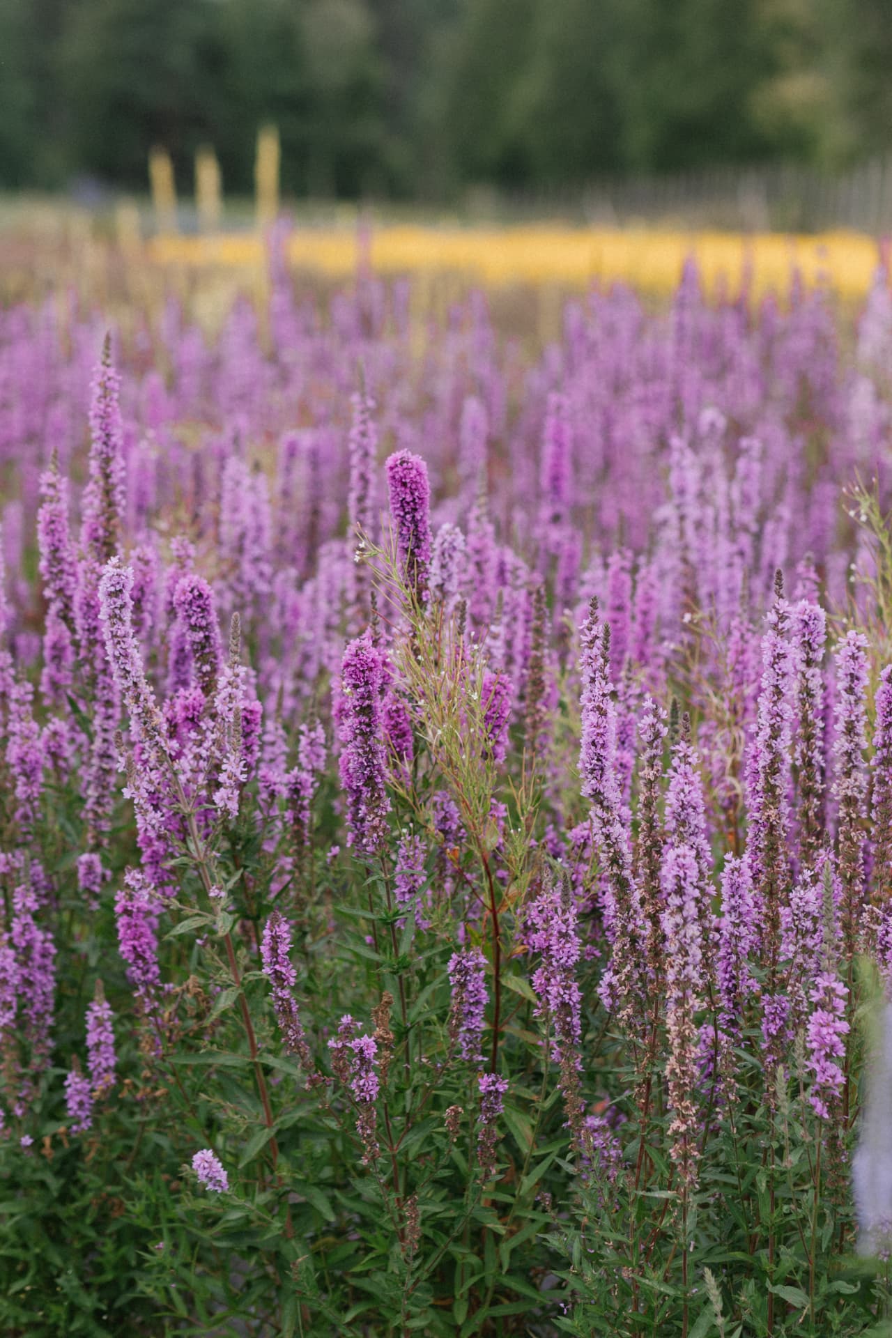 Tall purple flowering plants in a meadow, with a golden field and a tree line beyond