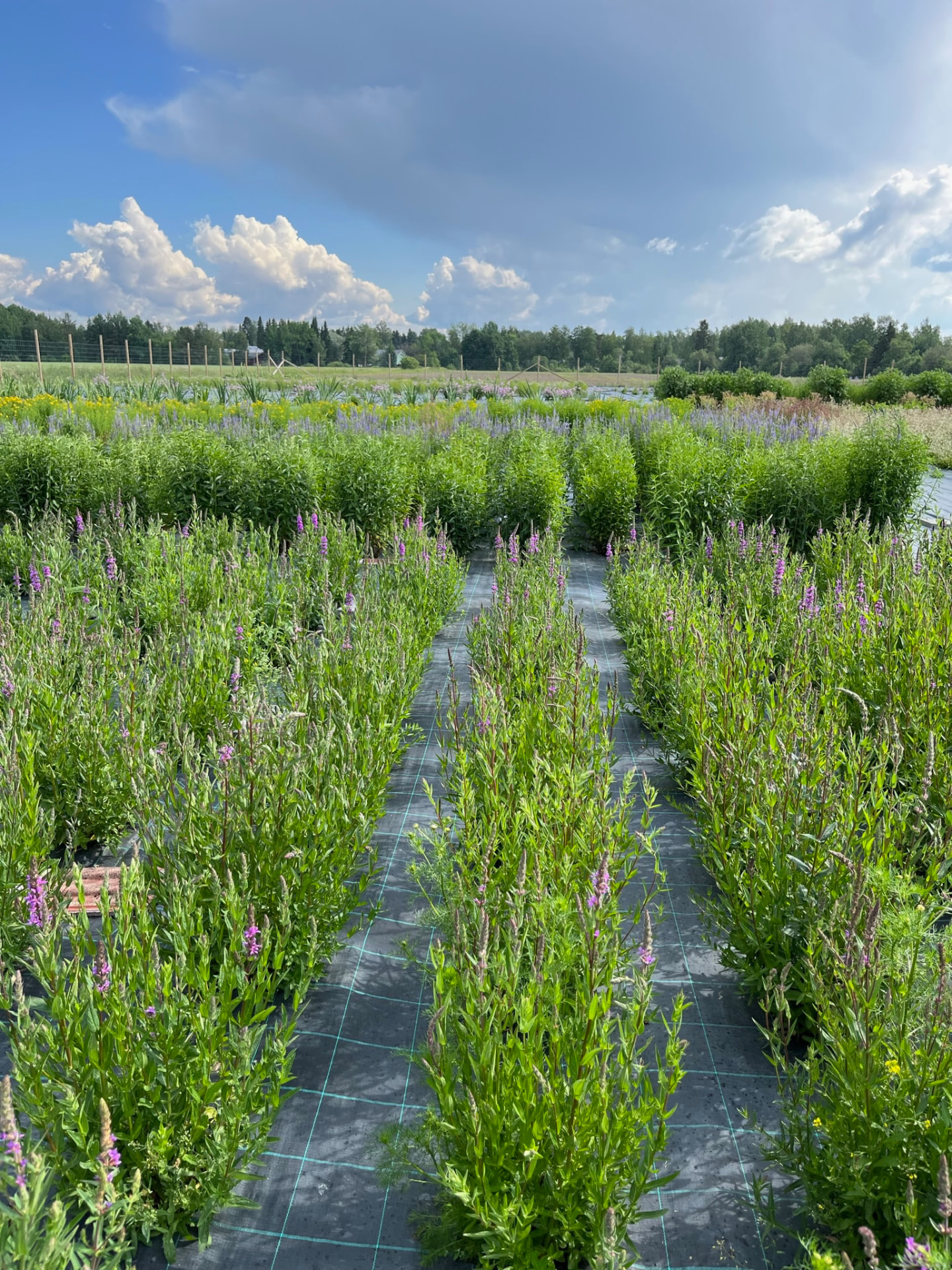 Rows of native species growing at the Suomen Niittysiemen nursery