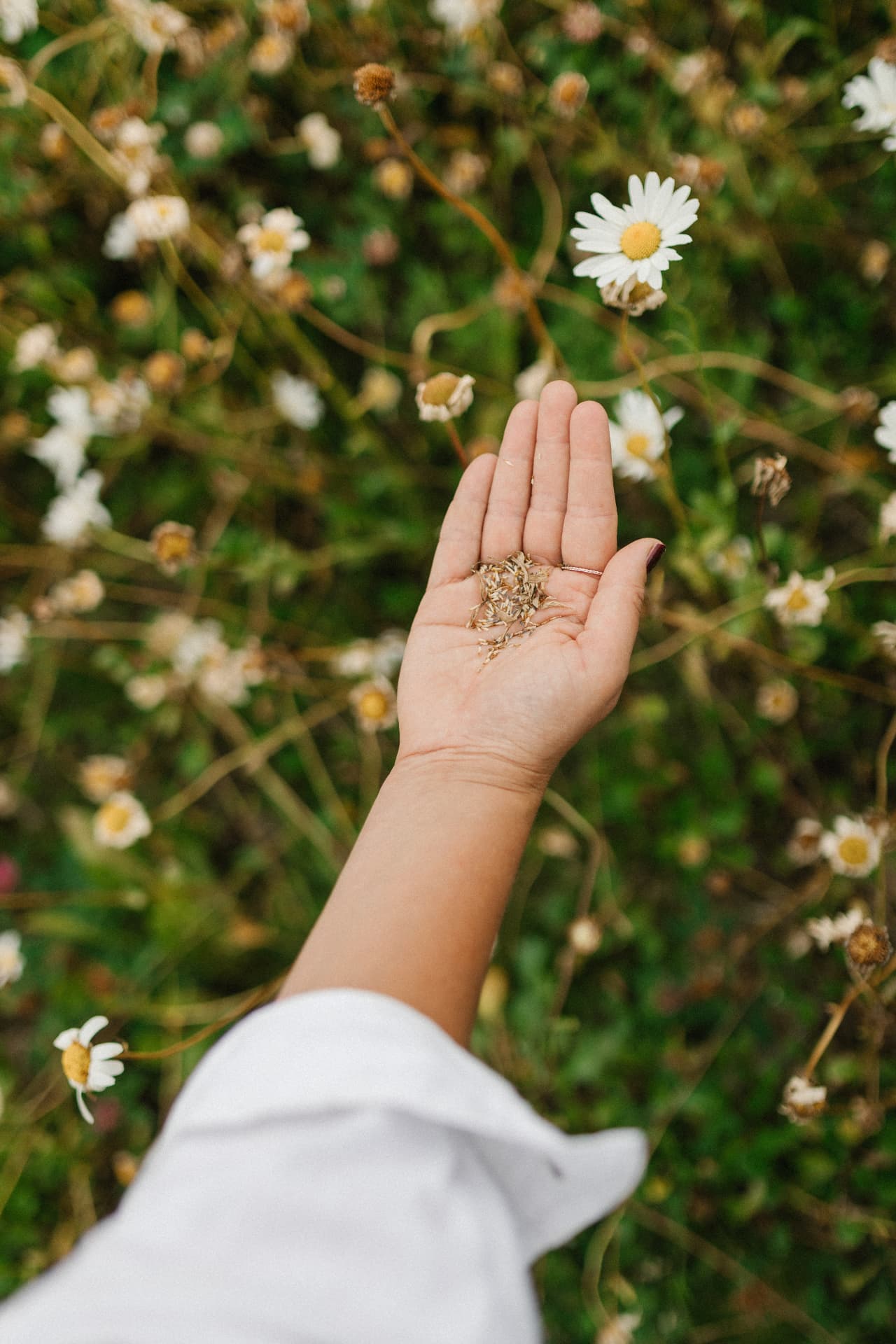 Hands separating native wildflower seed from dried seed heads over linen