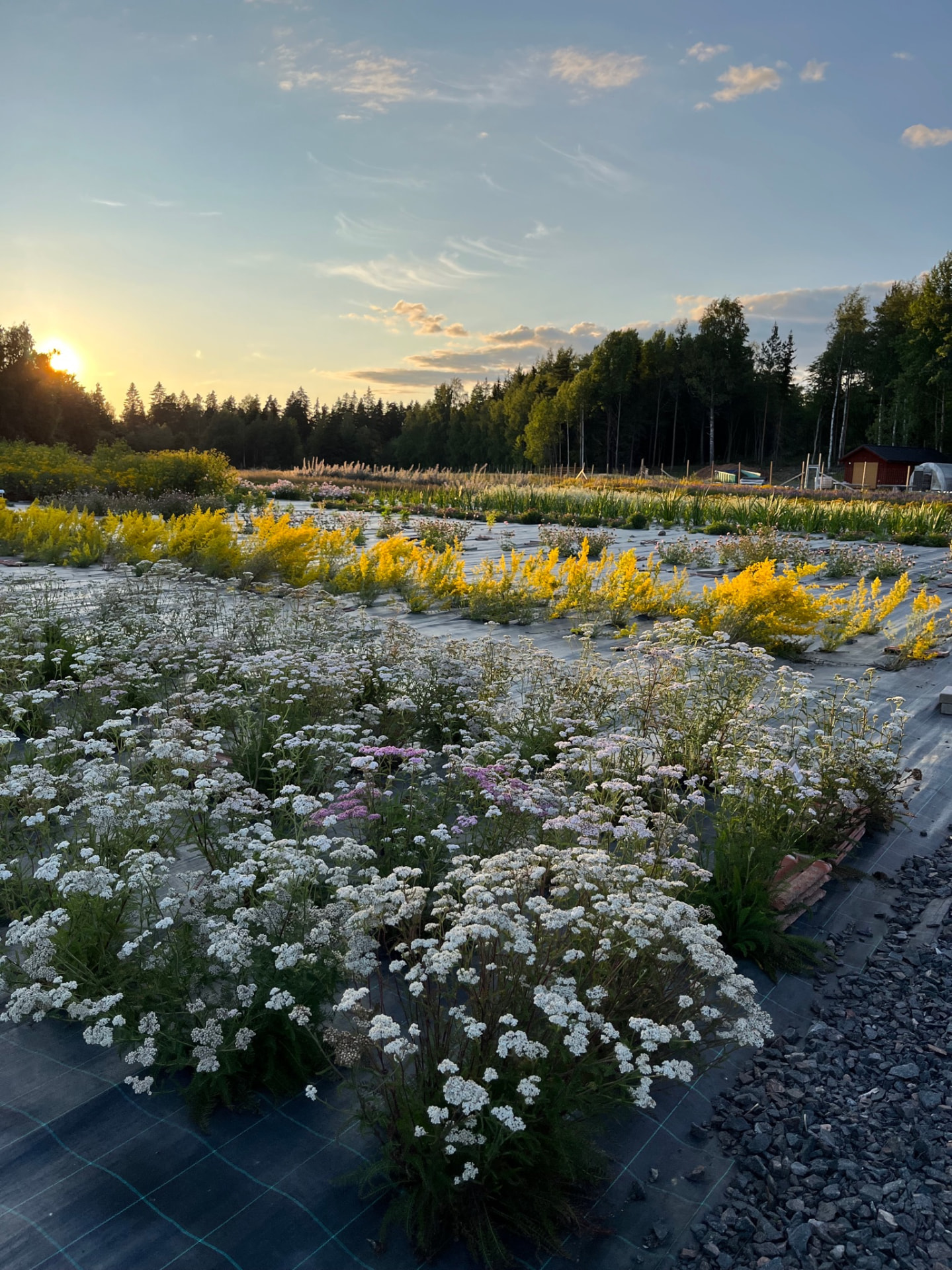 Flowering native species at the Suomen Niittysiemen nursery at sunset